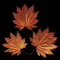 Japanese Maple, Acer japonicum 'Vitifolium'.