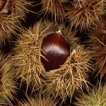 Chestnut, Sweet chestnut, Castanea sativa.