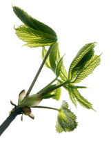 Horse Chestnut, Aesculus hippocastanum.