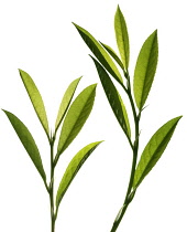 Laurel, Prunus laurocerasus.