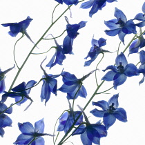 Delphinium.