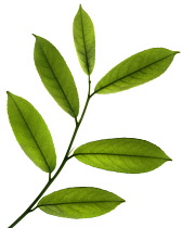 Laurel, Prunus laurocerasus.