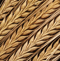 Barley, Hordeum.