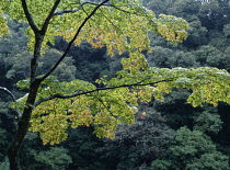 Japanese Maple, Acer.