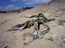 Welwitschia, Welwitschia mirabillis.