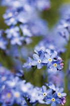 Forget-me-not, Myosotis.