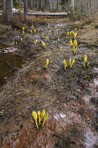 Skunkcabbage, Lysichiton americanus.