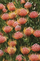 Leucadendron, Leucadendron Protecea.