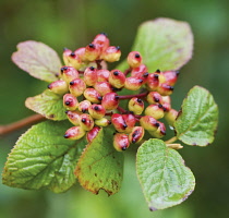 Wayfaringtree, Viburnum lantana.