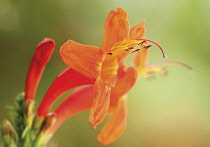 Montbretia, Crocosmia.