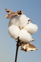 Cotton, Gossypium.