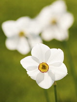 Narcissus, Narcissus poeticus.