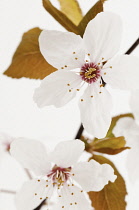 Cherry, Prunus sargentii.