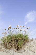 Thrift, Sea pink, Armeria maritima.