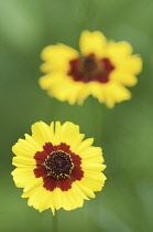 Coreopsis, Coreopsis tinctoria.