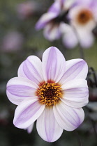 Dahlia, Dahlia 'Candy eyes'.