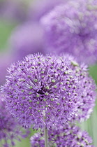 Allium, Allium Hollandicum 'Purple sensation'.