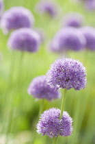 Allium, Allium Hollandicum 'Purple sensation'.