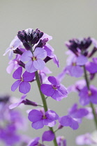 Wallflower, Perennial wallflower, Erysimum 'Bowles Mauve'.