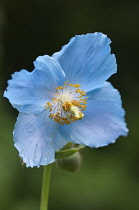 Himalayan Blue Poppy, Meconopsis baileyi.