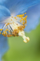 Himalayan Blue Poppy, Meconopsis baileyi.