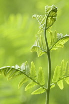 Fern, Osmunda regalis.