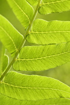 Fern, Osmunda regalis.