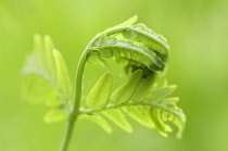 Fern, Osmunda regalis.