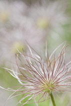 Pasque flower, Pulsatilla vulgaris.