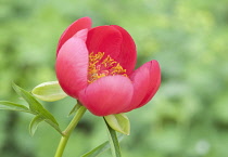 Peony, Paeonia lobata 'Sunshine'.