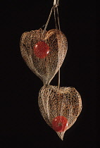 Chinese Lantern, Physalis alkekengi.