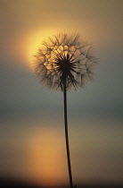 Goat's Beard, Tragopogon pratensis.