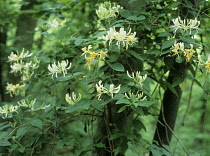 Honeysuckle, Lonicera periclymenum.