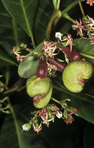 Cashewnut, Anacardium occidentale.