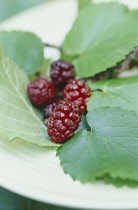 Mulberry, Morus nigra.