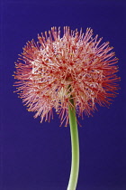 Bloodlily, Scadoxus multiflorus.