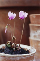 Cyclamen, Cyclamen hederifolium.