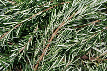 Rosemary, Rosmarinus officinalis.