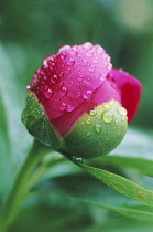 Peony, Paeonia lactiflora.