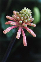 Lily, Forest lily, Veltheimia bracteata.