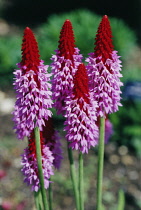 Primula, Primrose, Primula vialii.