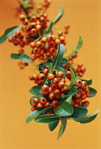 Pyracantha, Firethorn, Pyracantha coccinea.