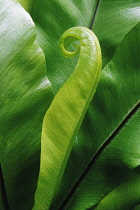 Fern, Hart's tongue fern, Asplenium scolopendrium.