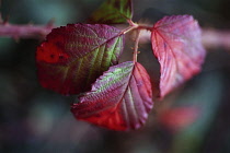 Bramble, Ornamental bramble, Rubus.