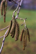 Alder, Alnus.