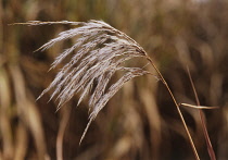 SmallJapaneseSilvergrass, Miscanthus oligostachyus.