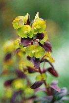 Euphorbia, Spurge, Euphorbia amygdaloides 'Rubra'.