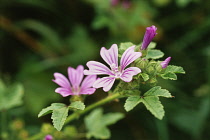 Mallow, Malva sylvestris.