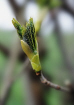 Sycamore, Acer pseudoplatanus.