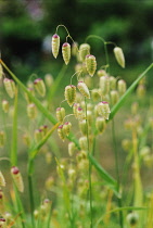 Quaking grass, Briza maxima.